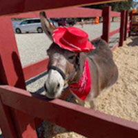 Donkey wearing a hat at a Central California wedding event