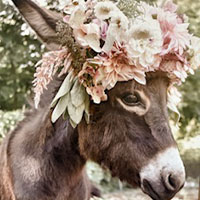 Beverage donkey at a Central California wedding near Auberry